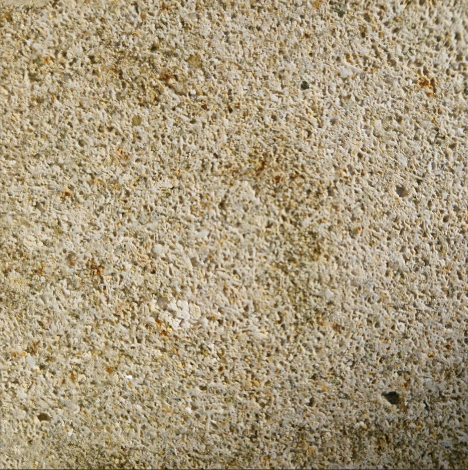 Face coquillée en contresens - Coloris blanc 2.JPG